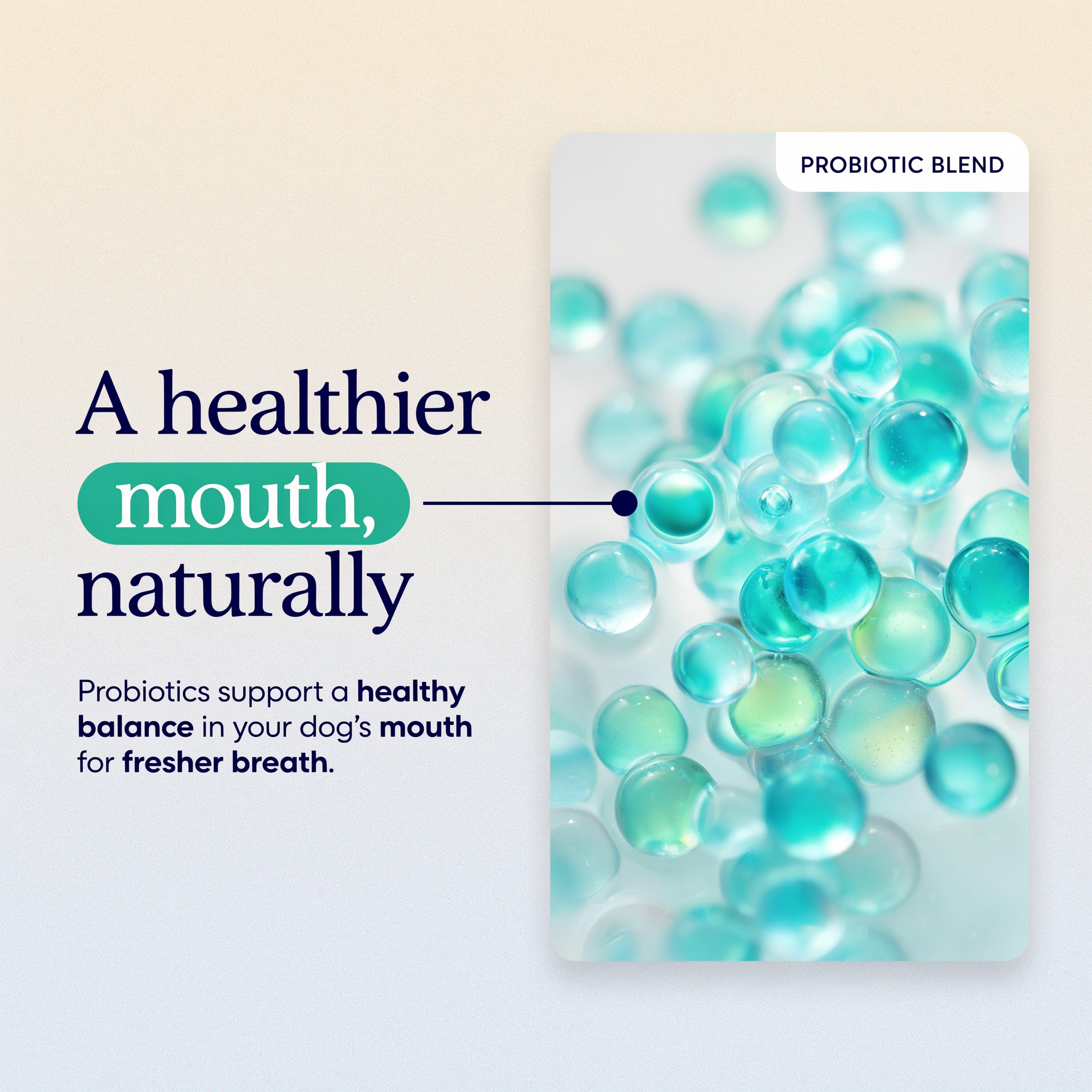 WolfBright Dental Powder