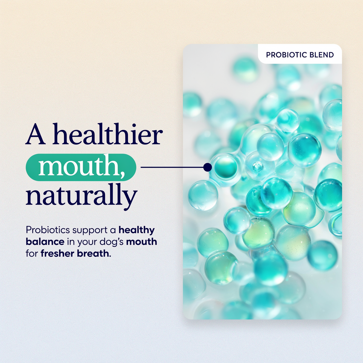 WolfBright Dental Powder
